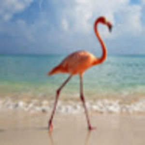 Meet your Posher, Lauren elizabeth